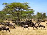 TANZANIA - Serengeti National Park - Migrazione Gnu - 09